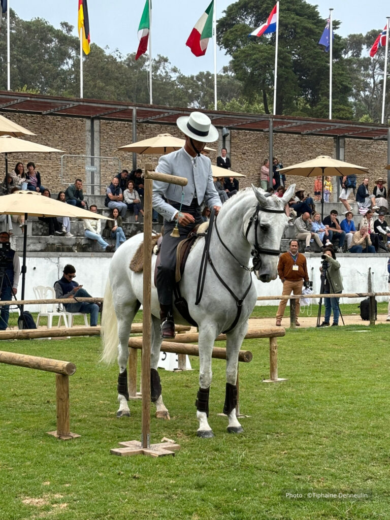 Cheval portugais