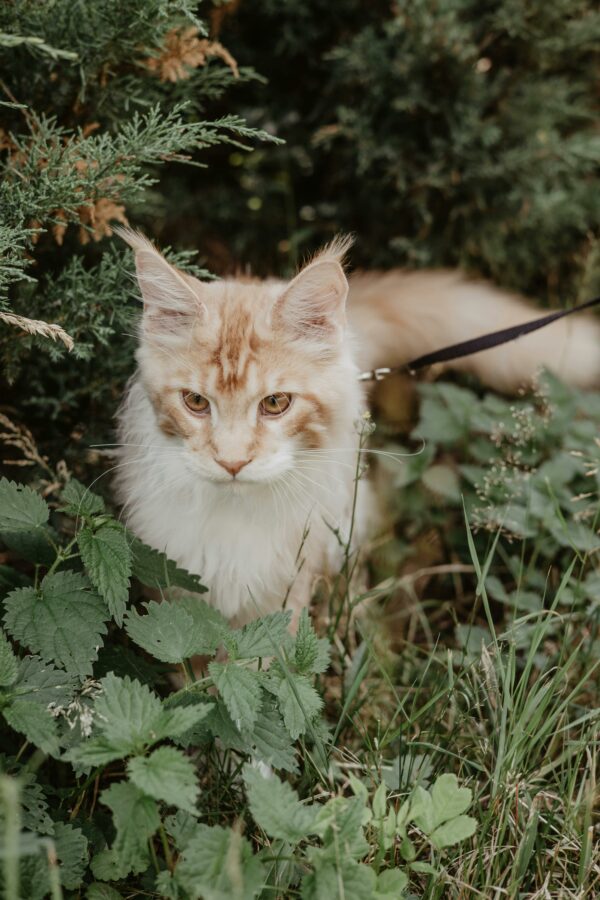 Chat d'extérieur
