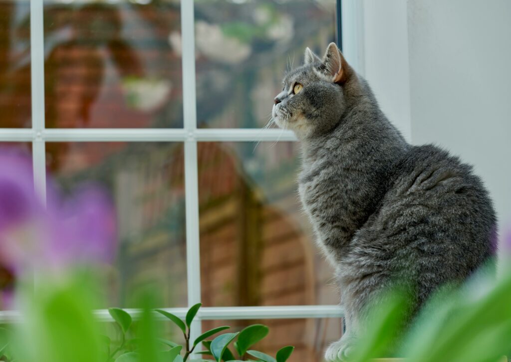 Chat intérieur ou extérieur
