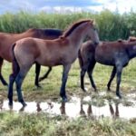 Poulain lusitanien à vendre