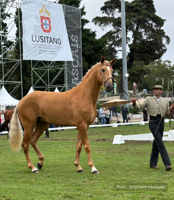 Pur-sang Lusitanien