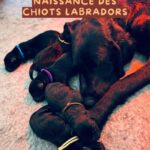 Chiots labradors retriever