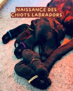 Chiots labradors retriever