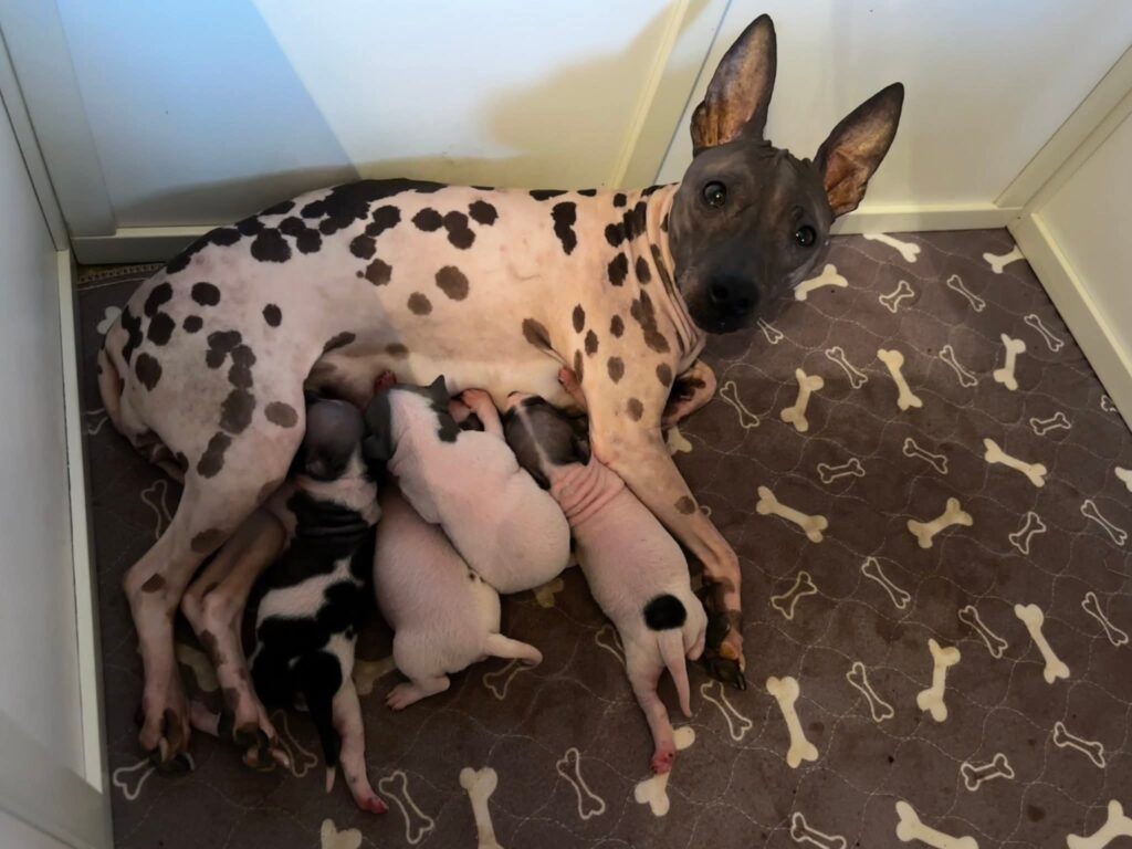Terrier Nu Américain