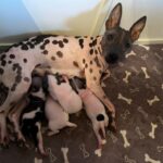 Terrier Nu Américain
