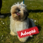 Shih Tzu adopté