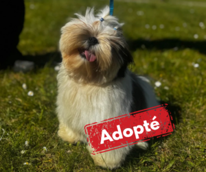 Shih Tzu adopté
