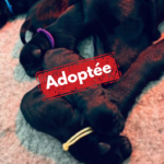 Labrador adoptée