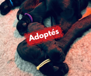Labradors adoptés