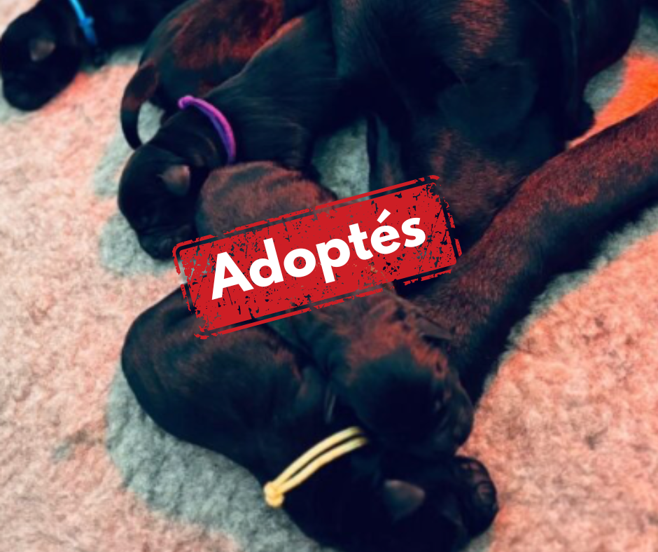 Labradors adoptés