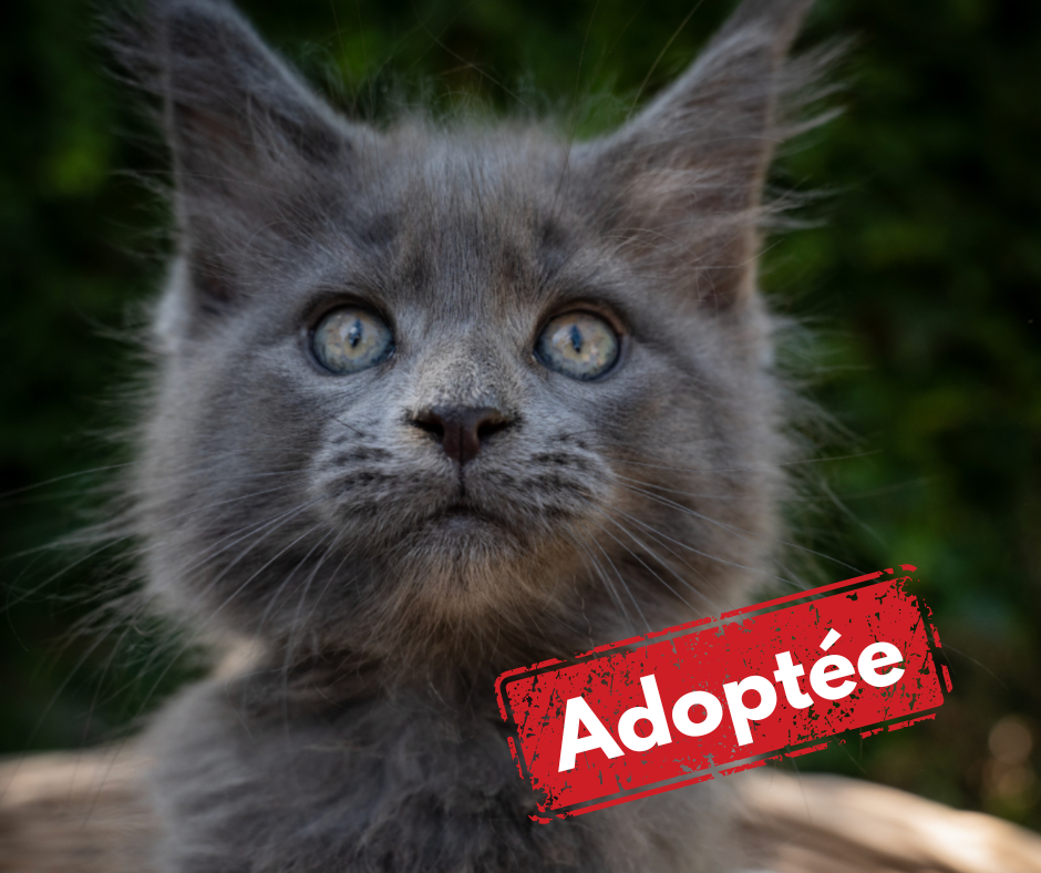 Maine Coon adoptée
