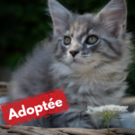 Maine Coon adoptée