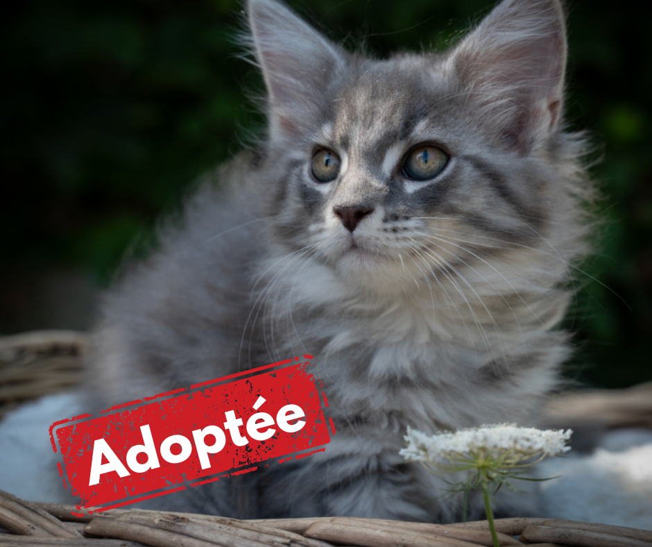 Maine Coon adoptée