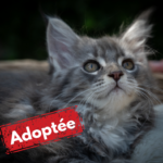 Maine Coon adoptée