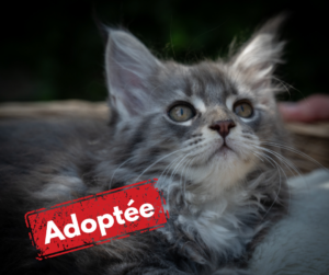 Maine Coon adoptée