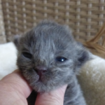 Chaton Maine Coon