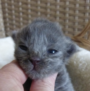Chaton Maine Coon