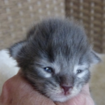Chaton maine coon