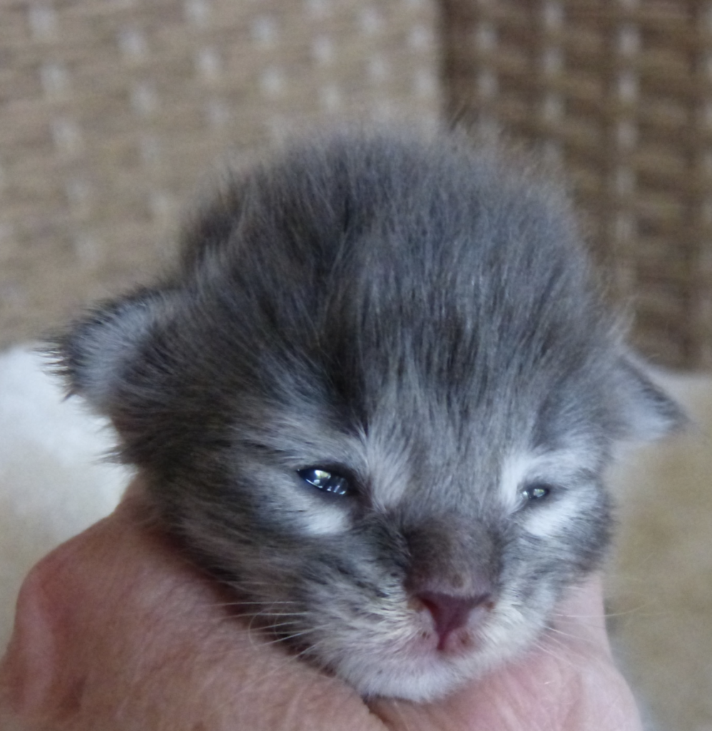 Chaton maine coon