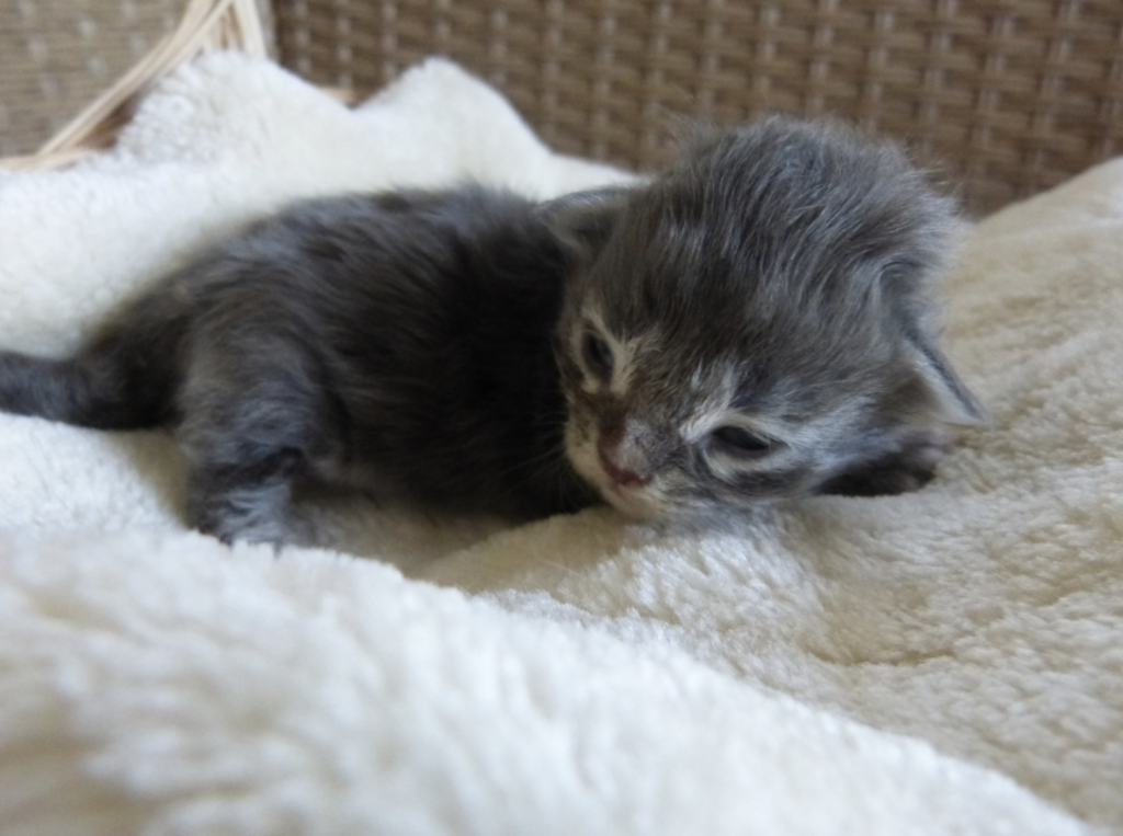 Chaton maine coon