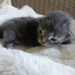 Chaton maine coon