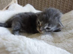 Chaton maine coon