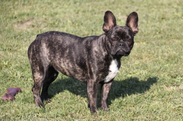 French Bulldog