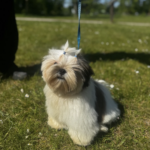 Shih Tzu à vendre