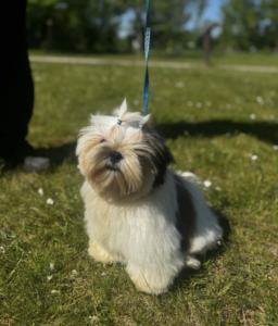 Shih Tzu à vendre