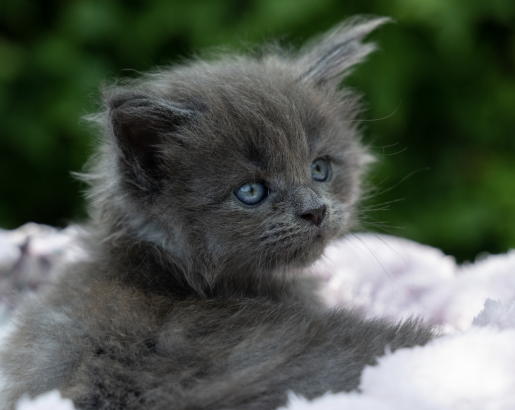 Chaton Maine Coon