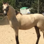 Lusitanien à adopter
