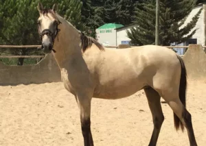 Lusitanien à adopter