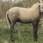 Lusitanien à vendre