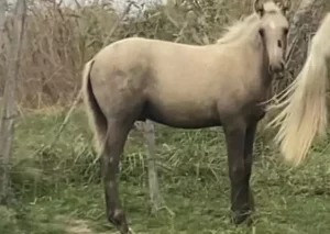 Lusitanien à vendre