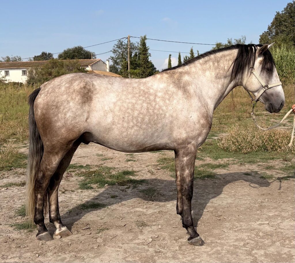 Cheval lusitanien à vendre