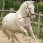 Nogado à l'adoption