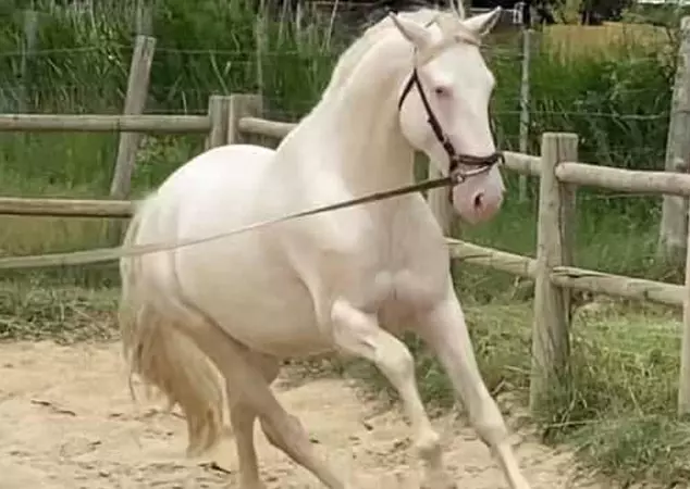 Nogado à l'adoption