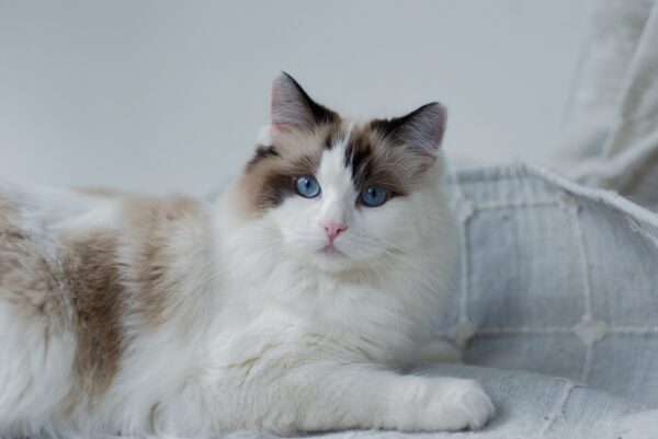 Ragdoll