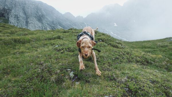 Le Mantrailing