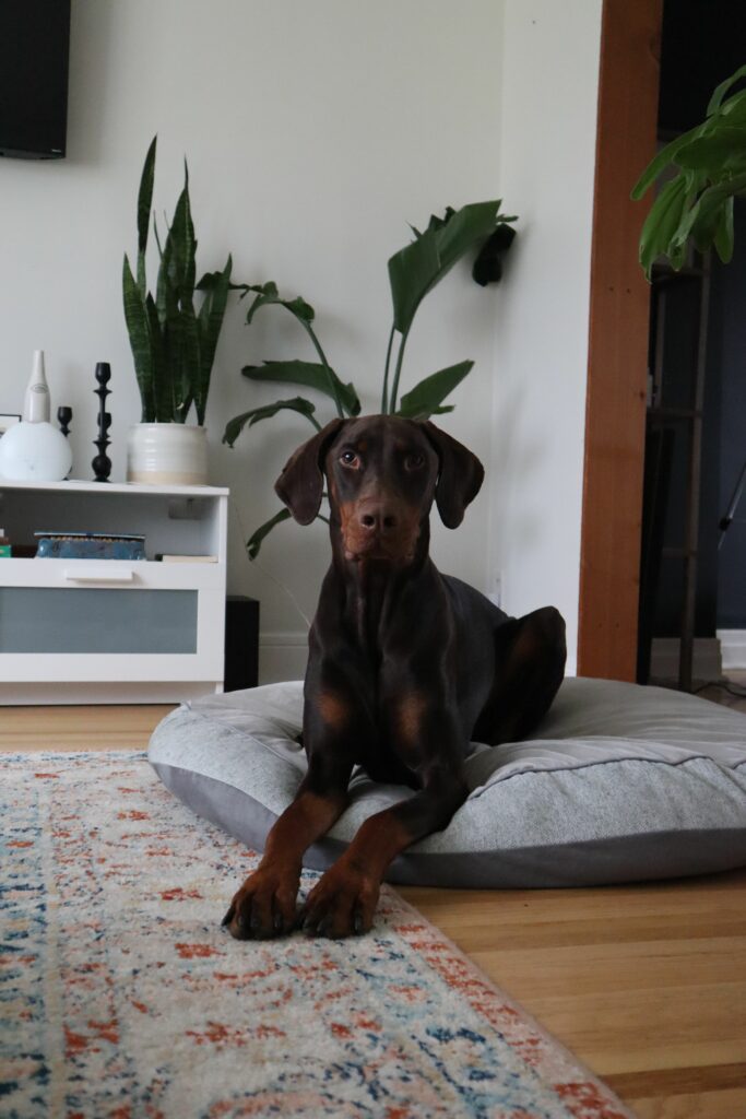 Dobermann à l'adoption Luxembourg