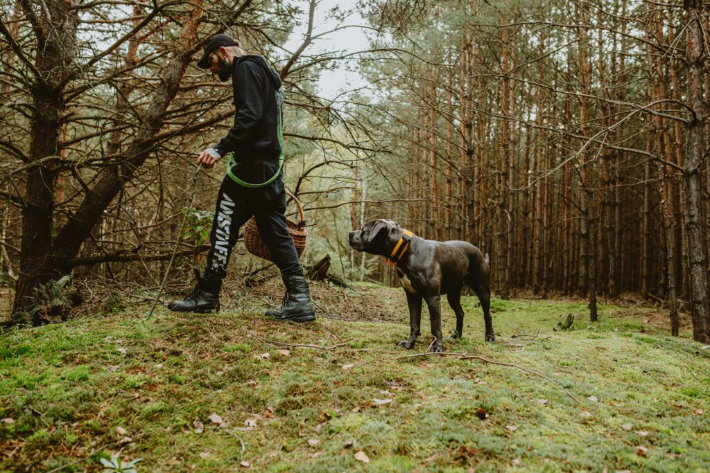 Sports canins