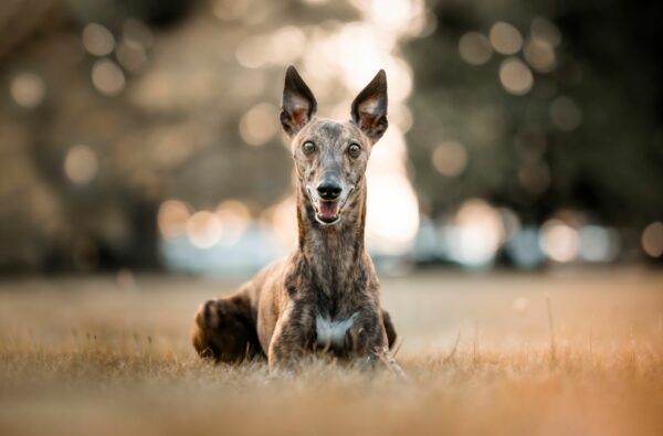 Adoption Greyhound Luxembourg