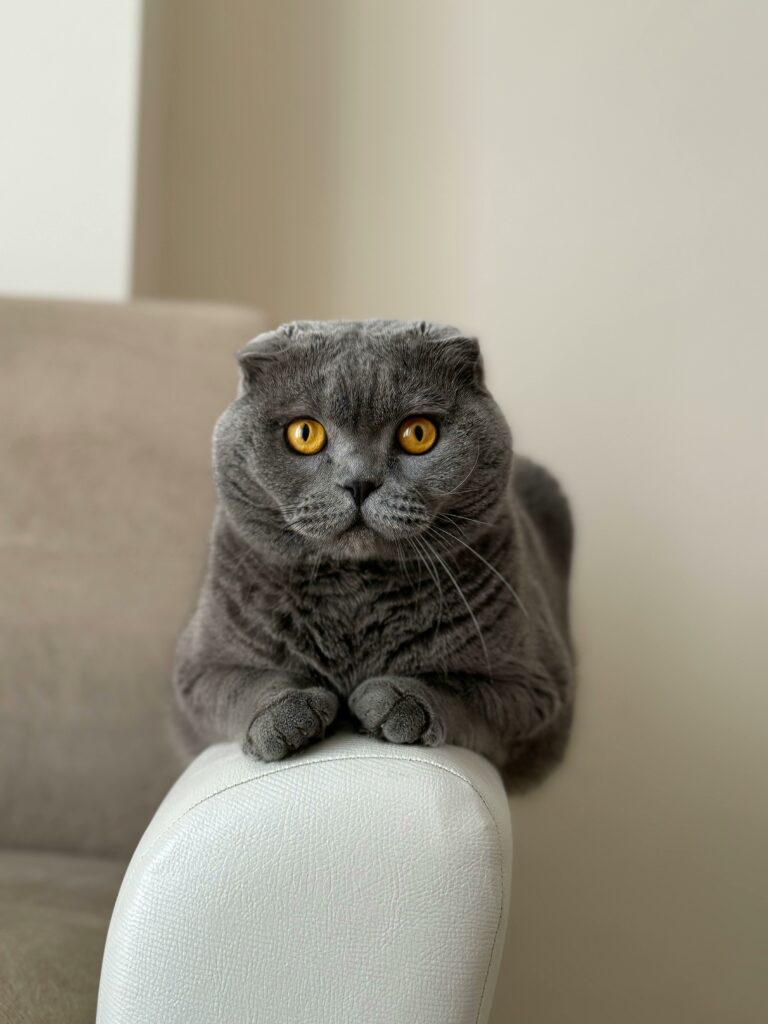 Adoption Chartreux Luxembourg