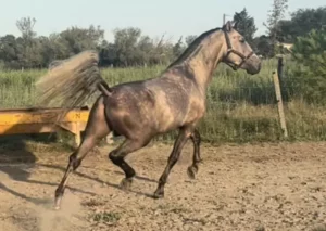 cheval lusitanien