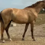 Acheter cheval Lusitanien