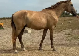Acheter cheval Lusitanien