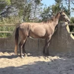 Acheter Pur sang Lusitanien