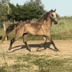 Adoption Lusitanien