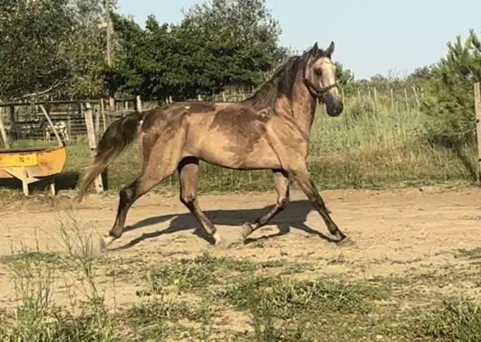 Adoption Lusitanien