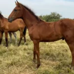 Cheval lusitanien à vendre